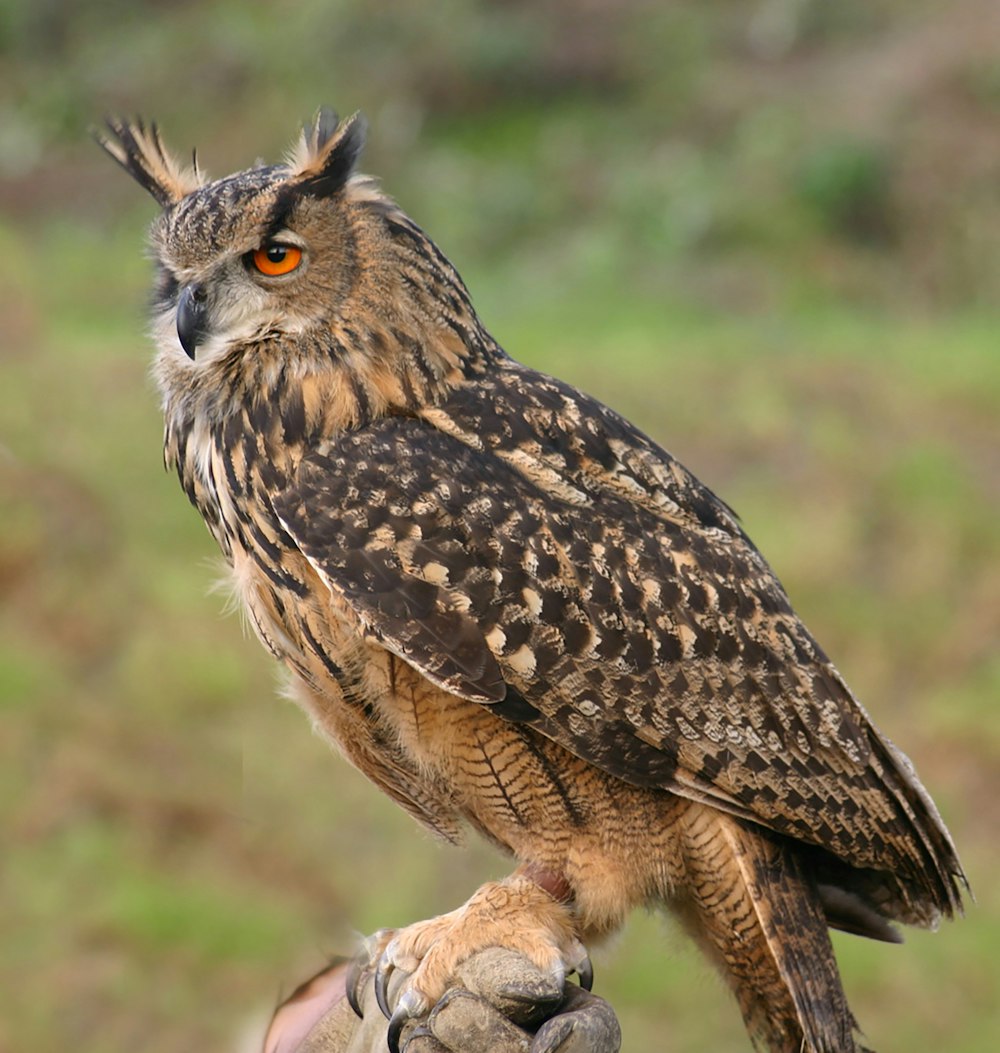 brown and black owl on brown tree branch during daytime