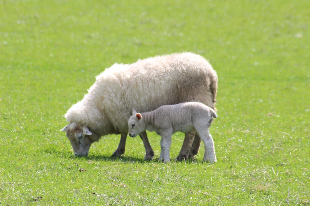 white sheep on green grass field during daytime