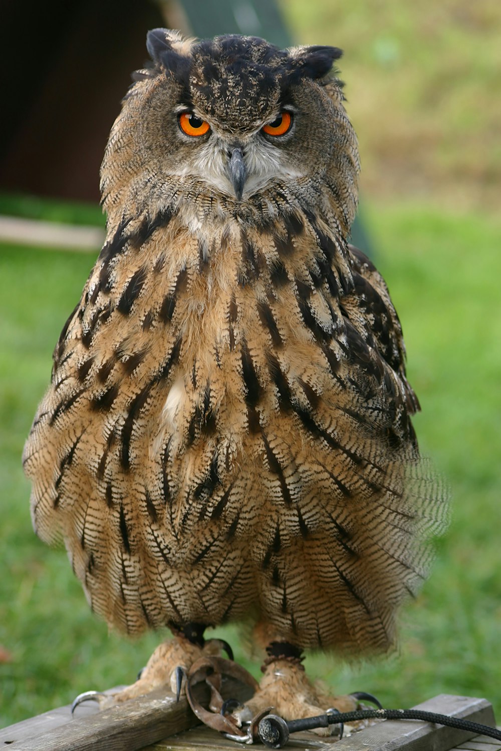 brown and black owl on brown wooden fence during daytime