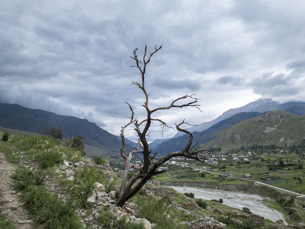 Arbre nu sur un champ d’herbe verte près de la montagne pendant la journée