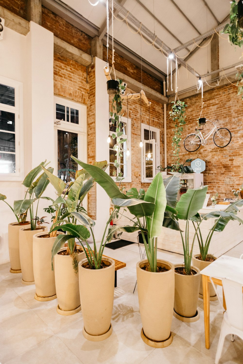 green plants on brown clay pots