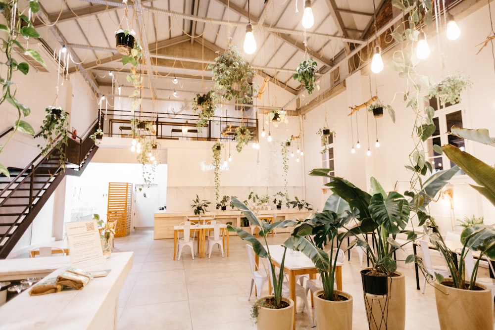 green potted plants on white table