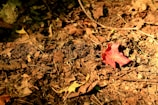 A red maple leaf lies on the forest floor surrounded by brown, dry leaves and twigs, with sunlight casting a warm glow over the scene.