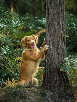 Best Products for to Introduce a Young Dog to Tracking & Scent Work