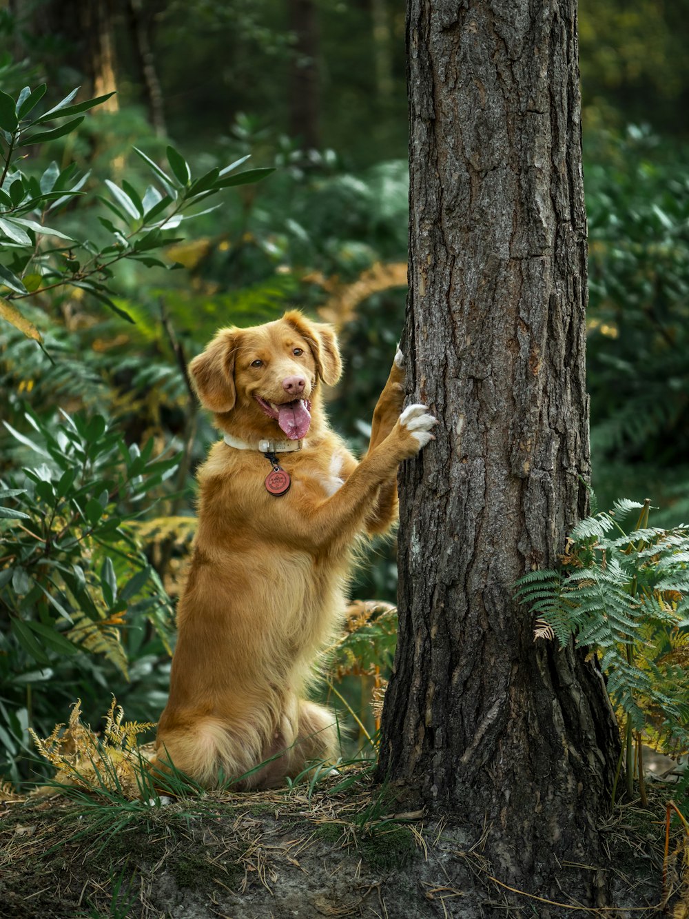 golden retriever lying on green grass beside brown tree trunk during daytime