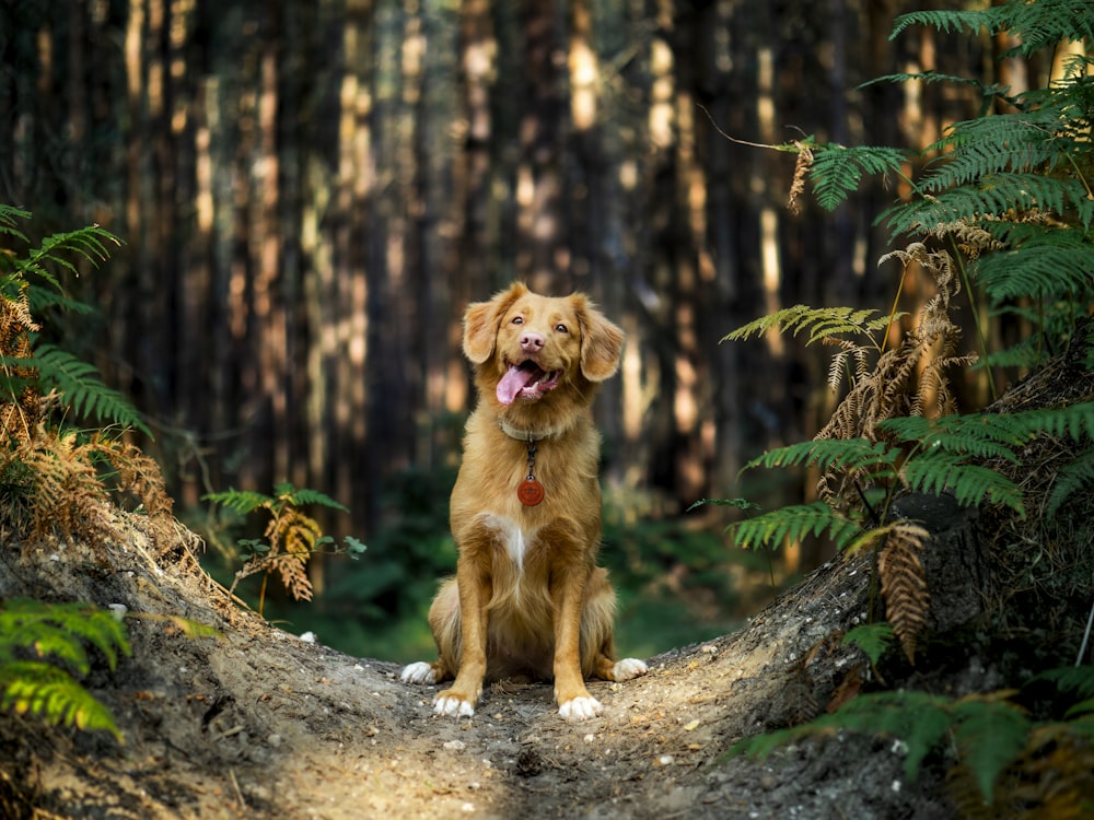 brown short coated dog on brown tree trunk