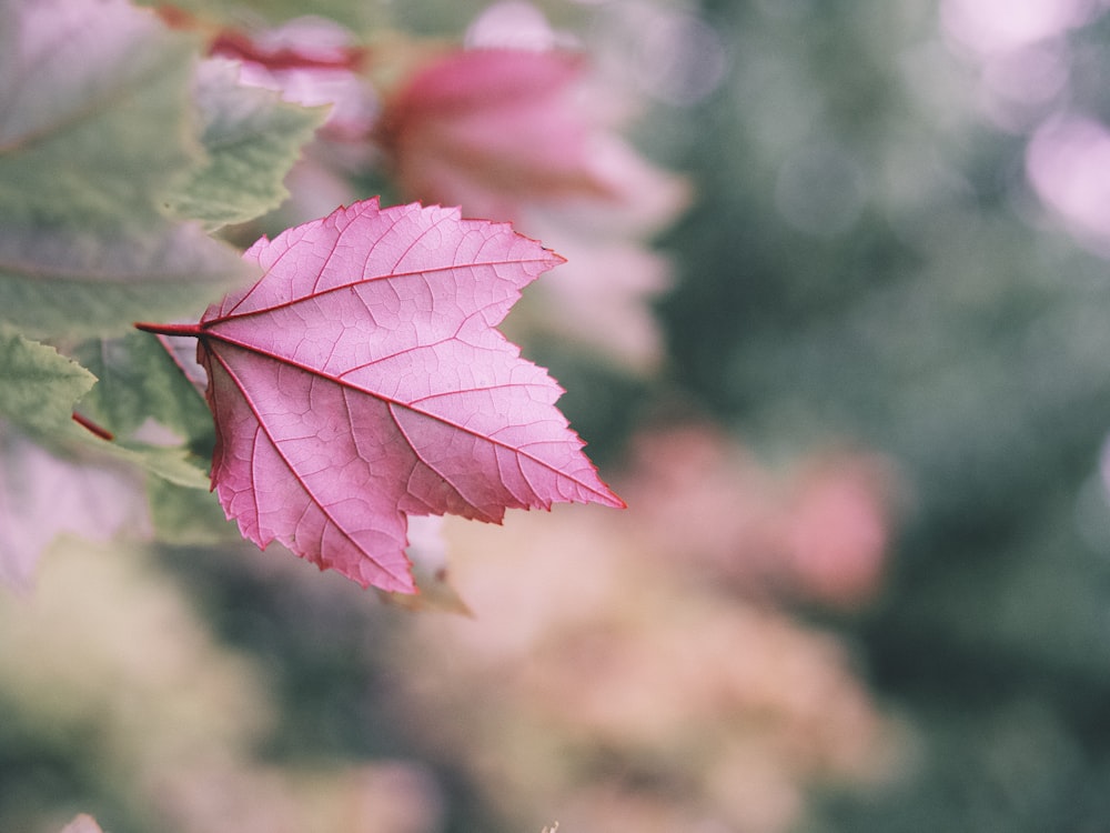 pink maple leaf in close up photography