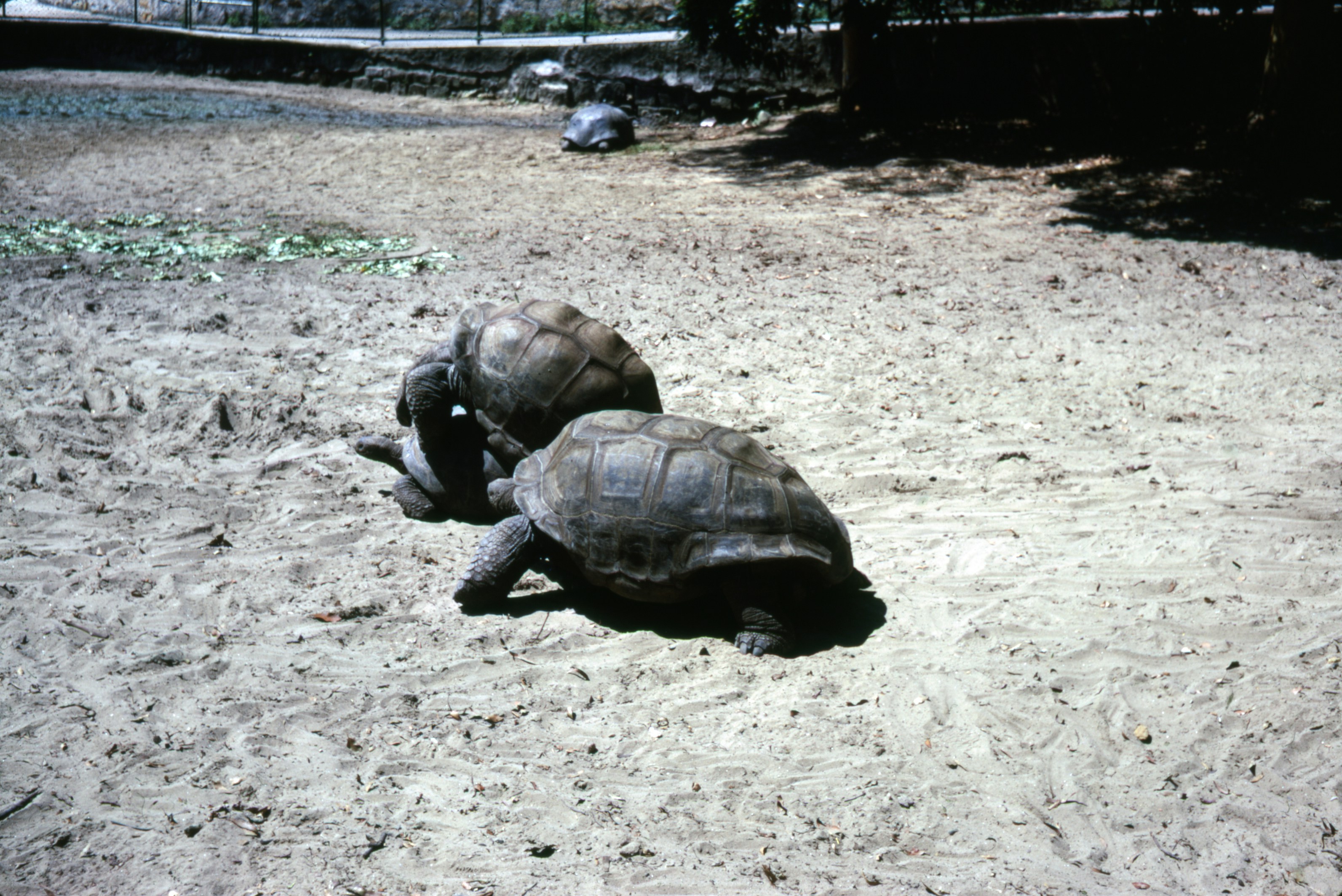 Old giant tortoise basking in the sun