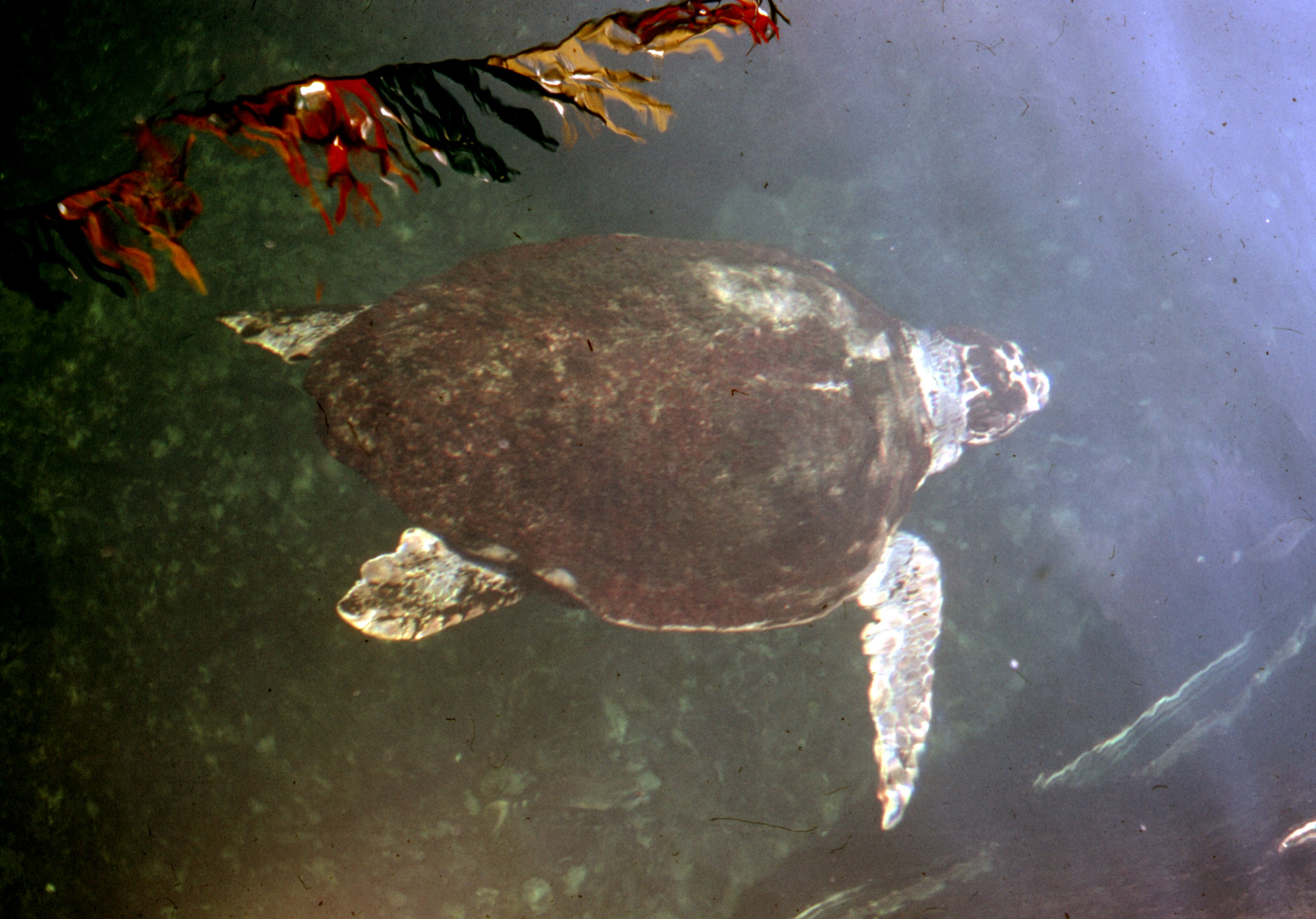 brown and black turtle on water