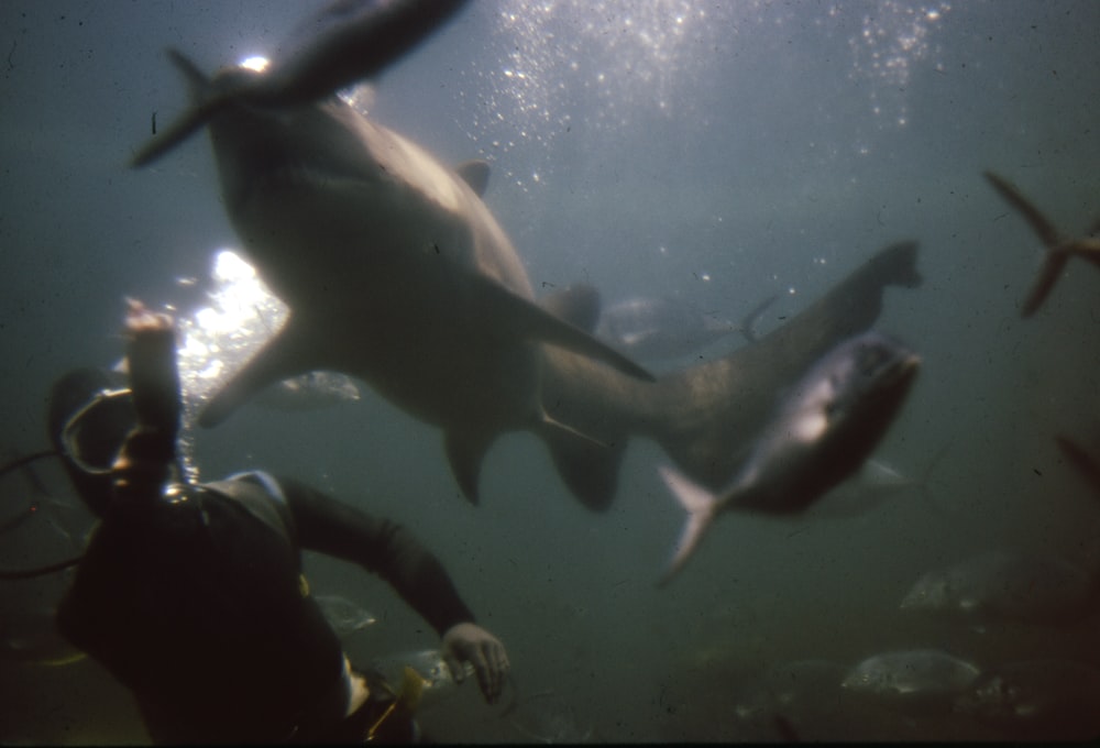 homme en veste noire et pantalon noir debout à côté de requin noir et blanc