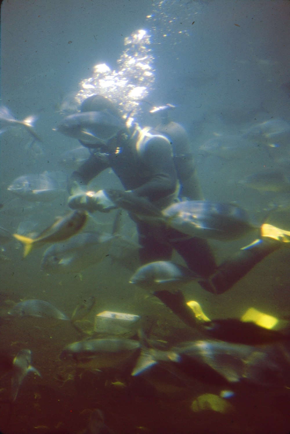 man in black and yellow wet suit under water