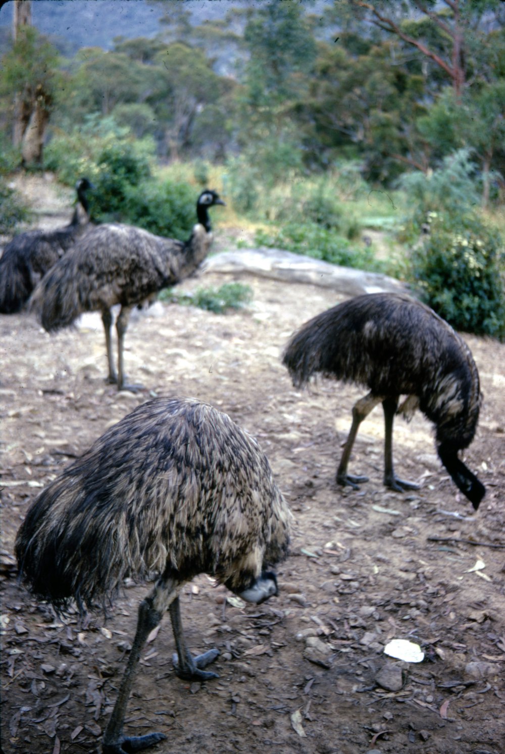 black and gray animal walking on dirt ground during daytime