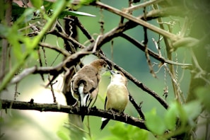 brown and white feathered bird on tree branch