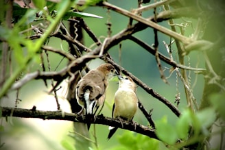 brown and white feathered bird on tree branch
