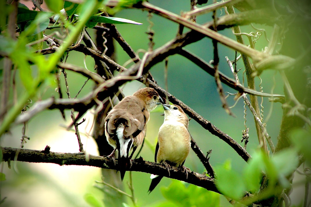 travelers stories about Wildlife in Nizamabad, India