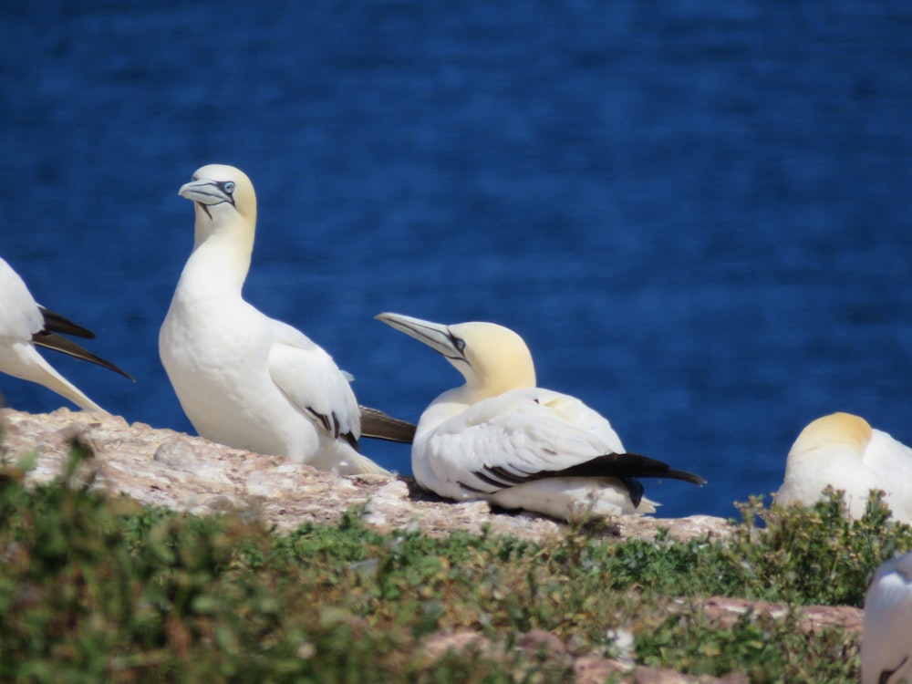 white bird on brown rock near blue sea during daytime