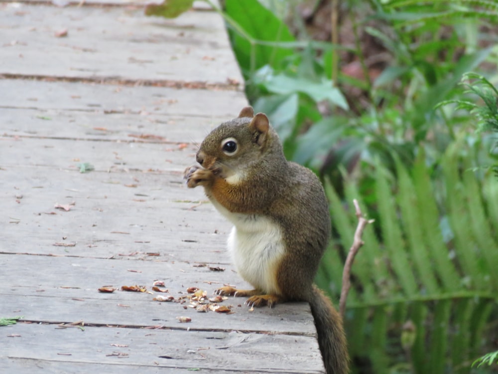 brown and white squirrel on brown wooden surface