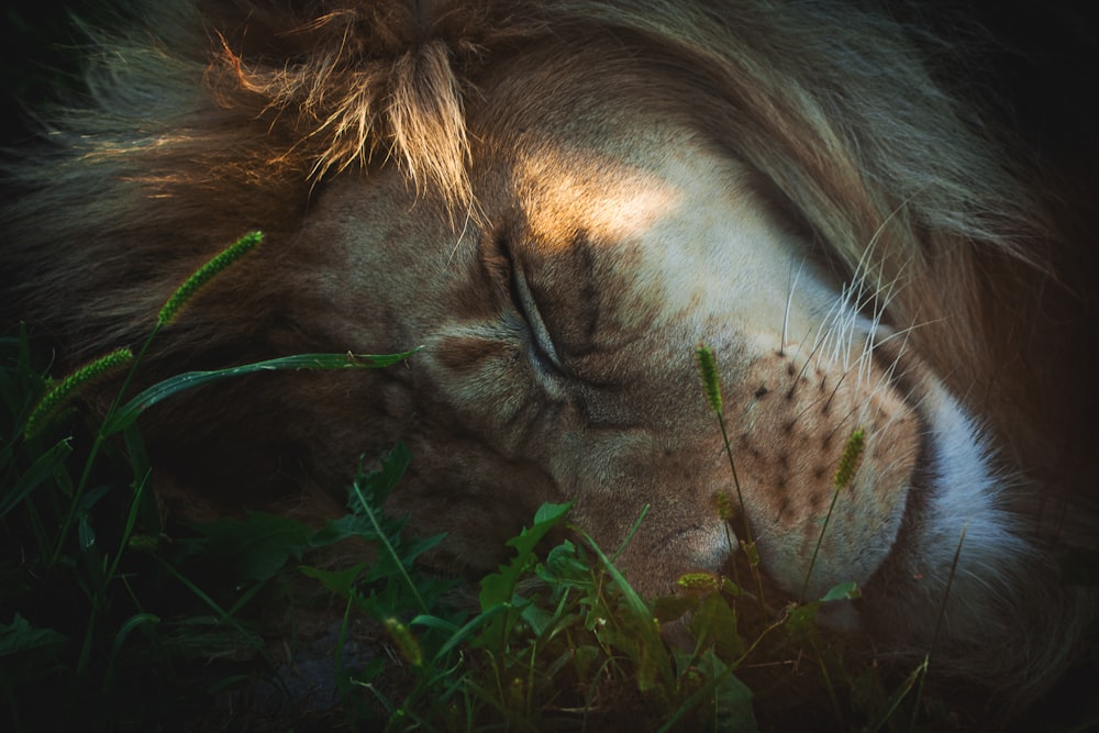 昼間、緑の芝生に横たわる茶色のライオン
