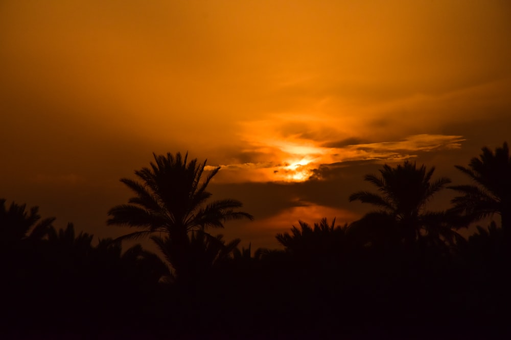 silhouette of palm trees during sunset