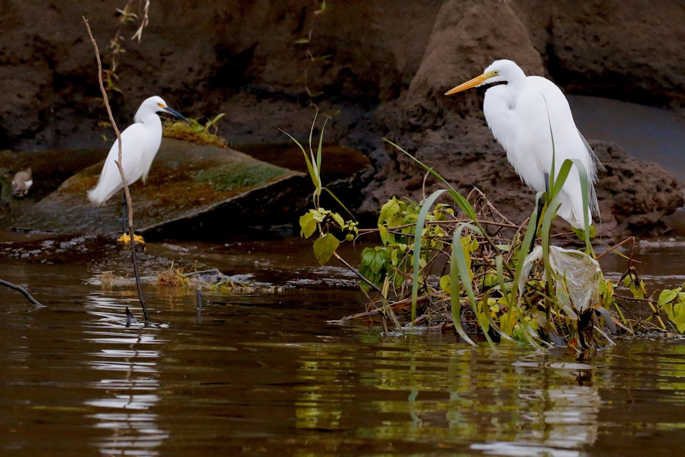 white egret on water during daytime