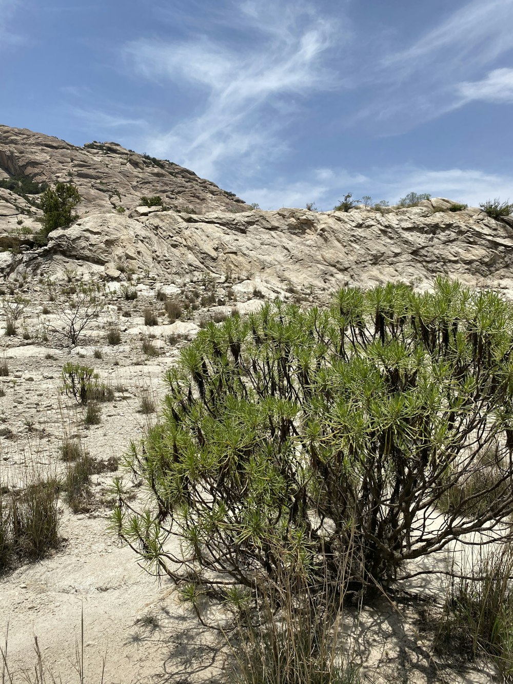 green plant on brown rocky mountain during daytime