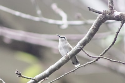 gray and white bird on brown tree branch during daytime