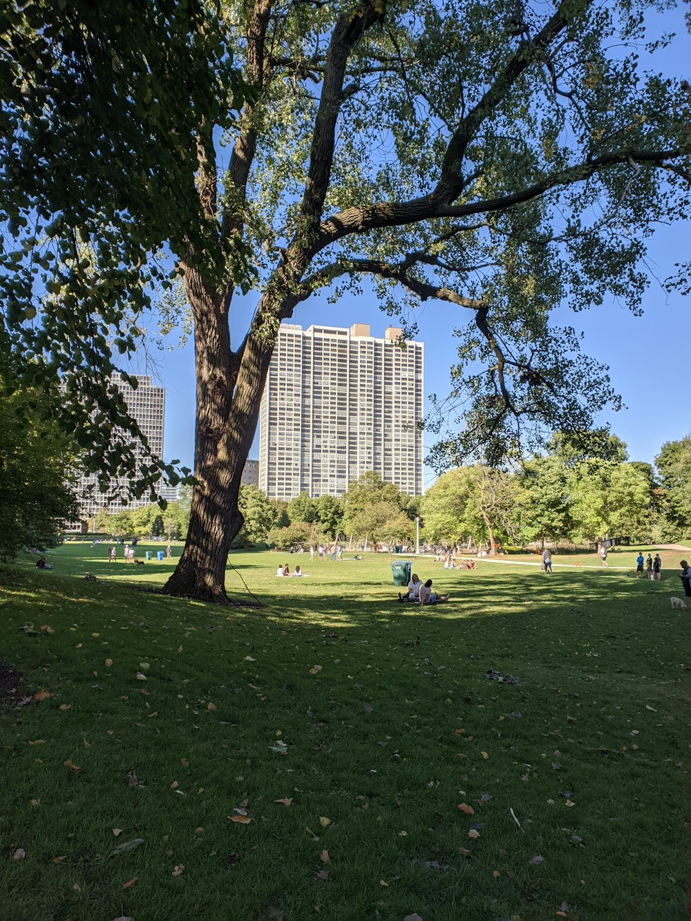 people sitting on green grass field near high rise building during daytime