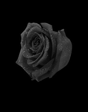 An elegant, dark rose with dew drops against a black velvet background.