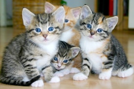 white and brown tabby kittens