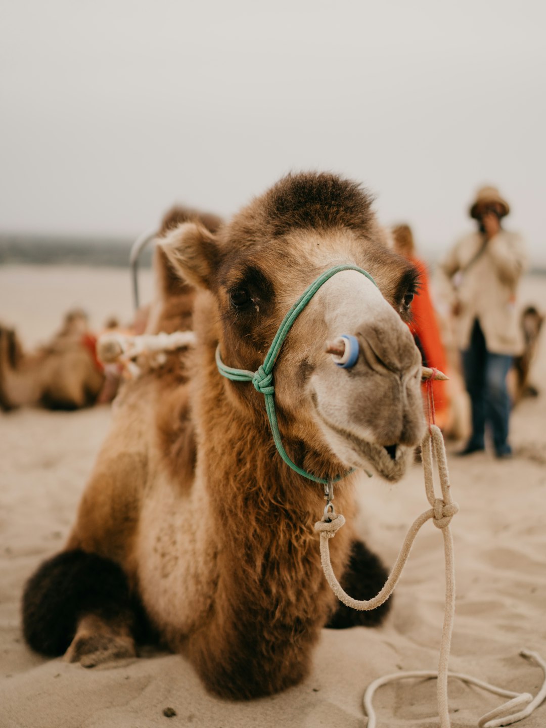 brown camel on brown sand during daytime