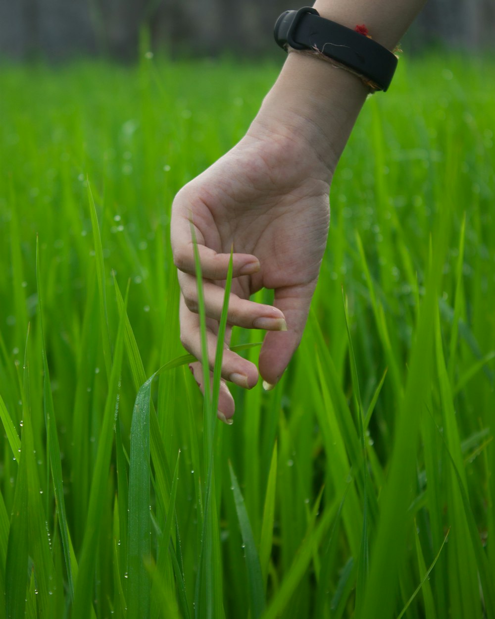 Person, die tagsüber grünes Gras hält