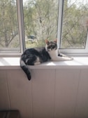 A cute cat lounging on a sunny windowsill.