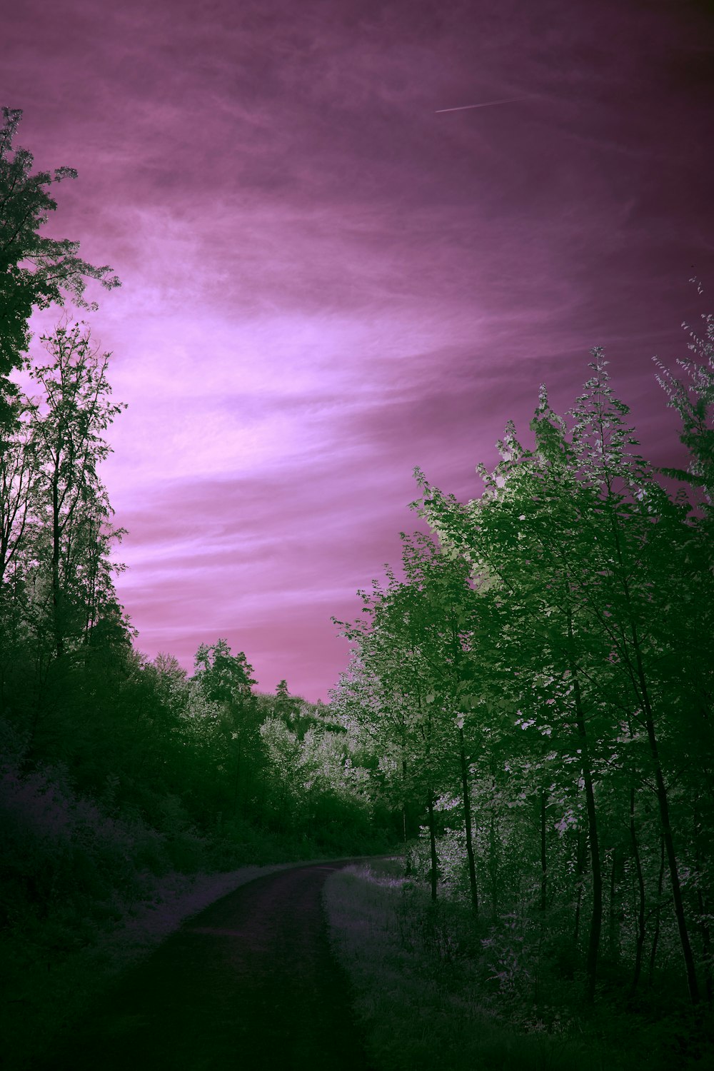 紫色の空に緑の木々