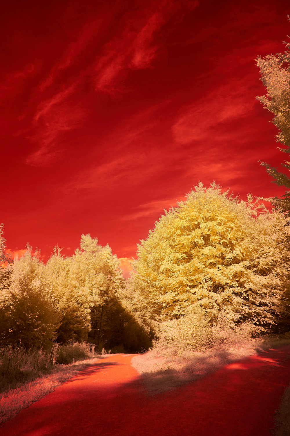 yellow and red trees under red sky