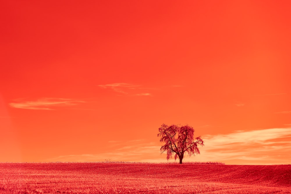 green tree on brown field during sunset