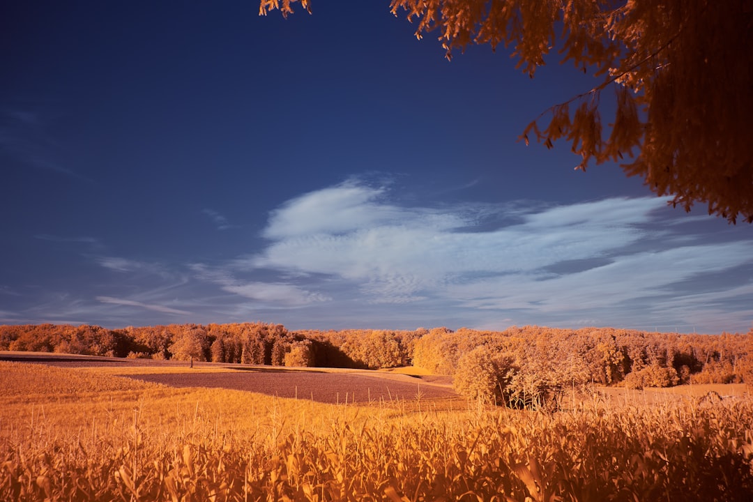 brown grass field under blue sky during daytime