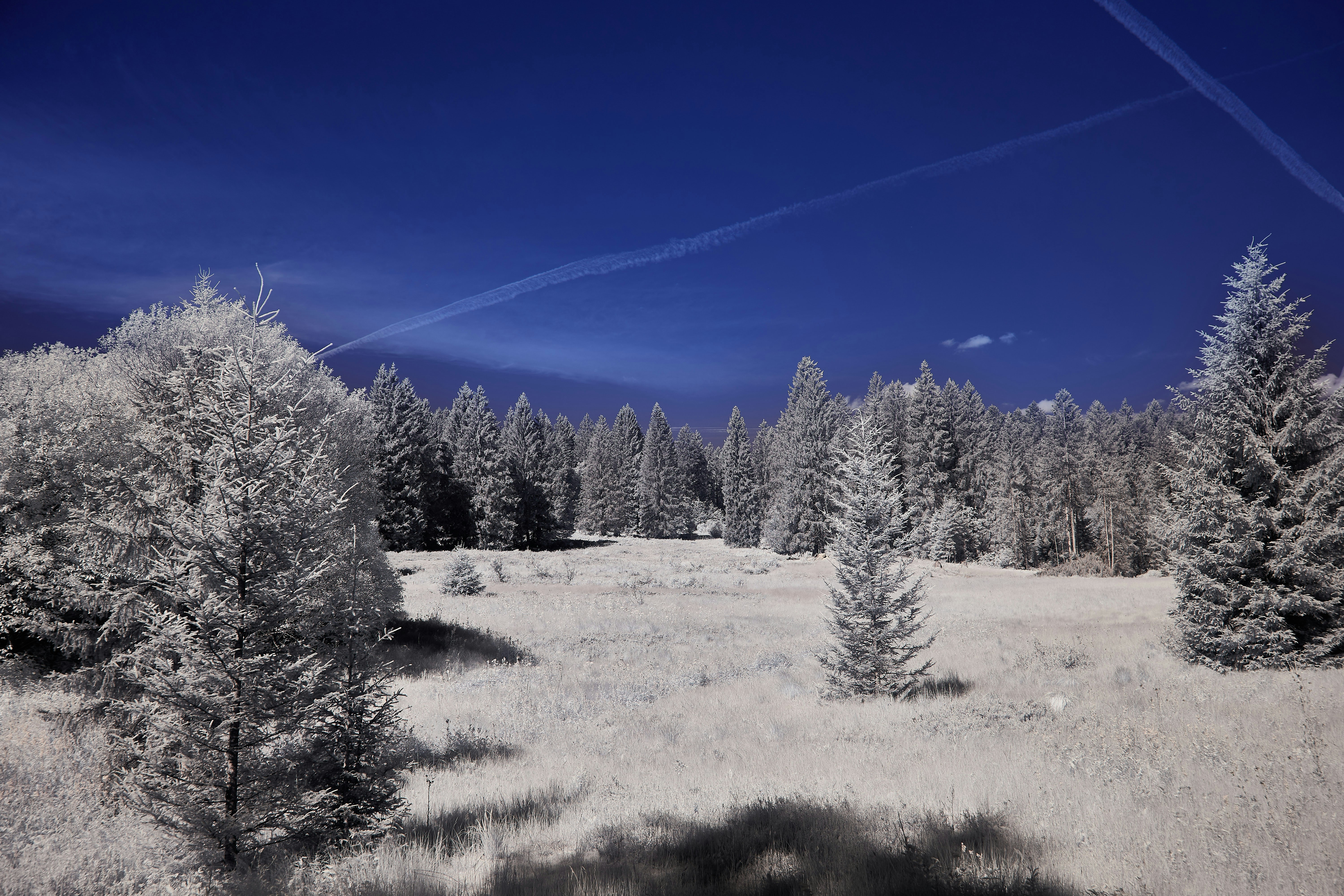 Photo by wolfgang_hasselmann