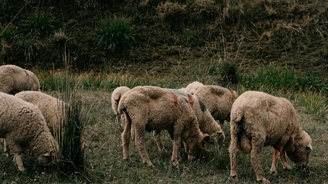 herd of sheep on green grass field during daytime