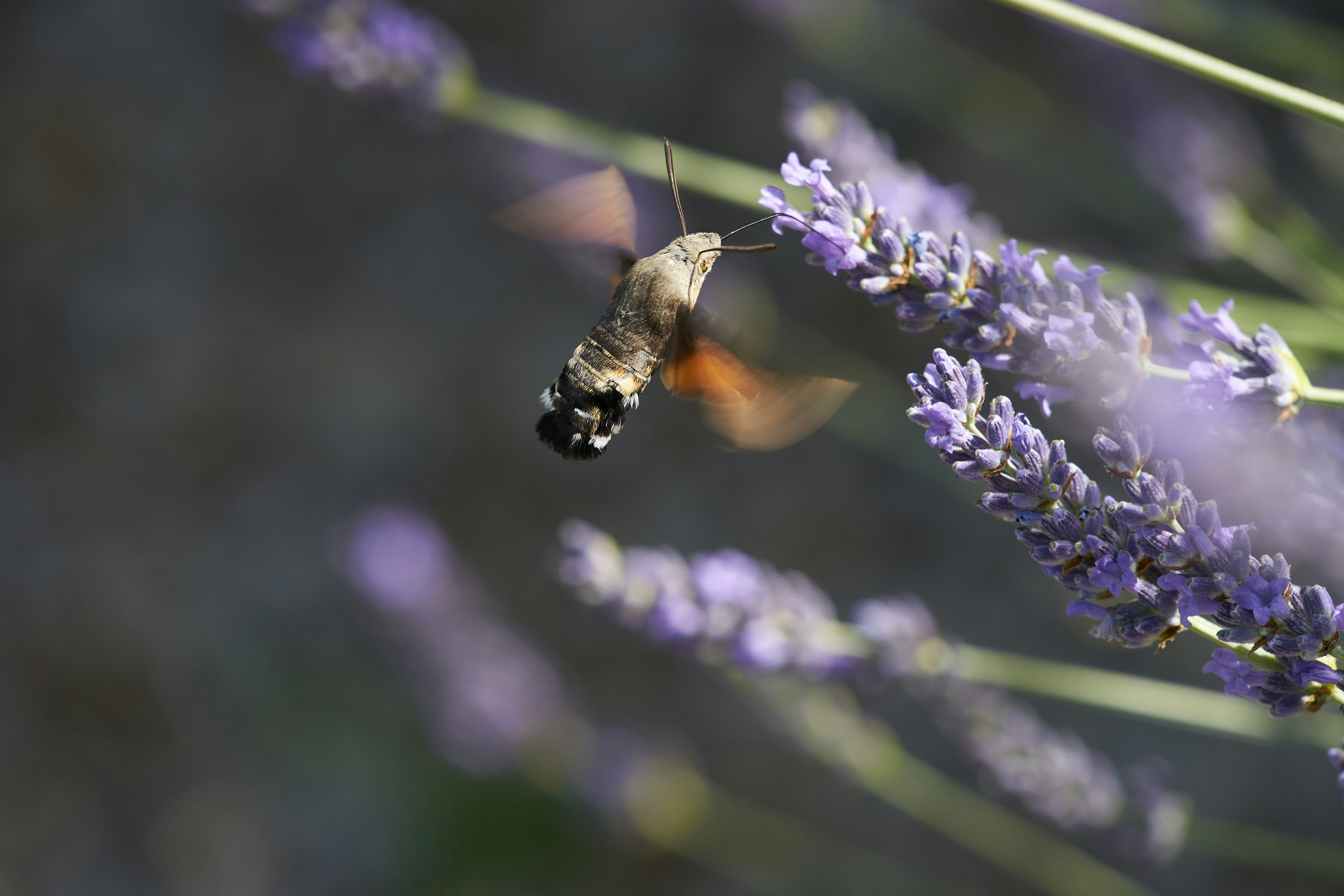 Photo by wolfgang_hasselmann