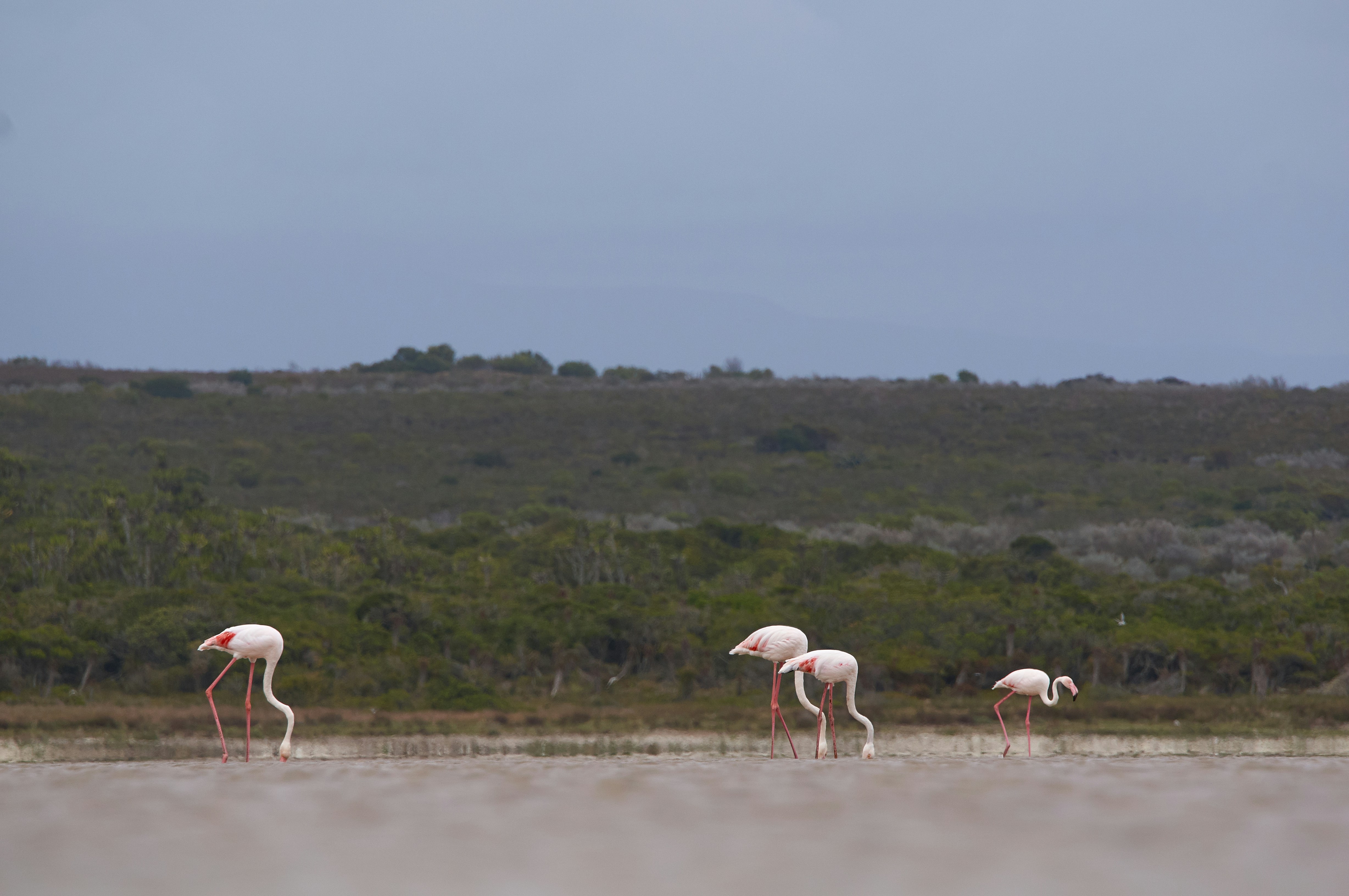 What These Giants Mean for Modern Conservation (image credits: unsplash)