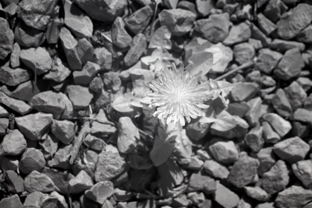 white dandelion on rocky ground