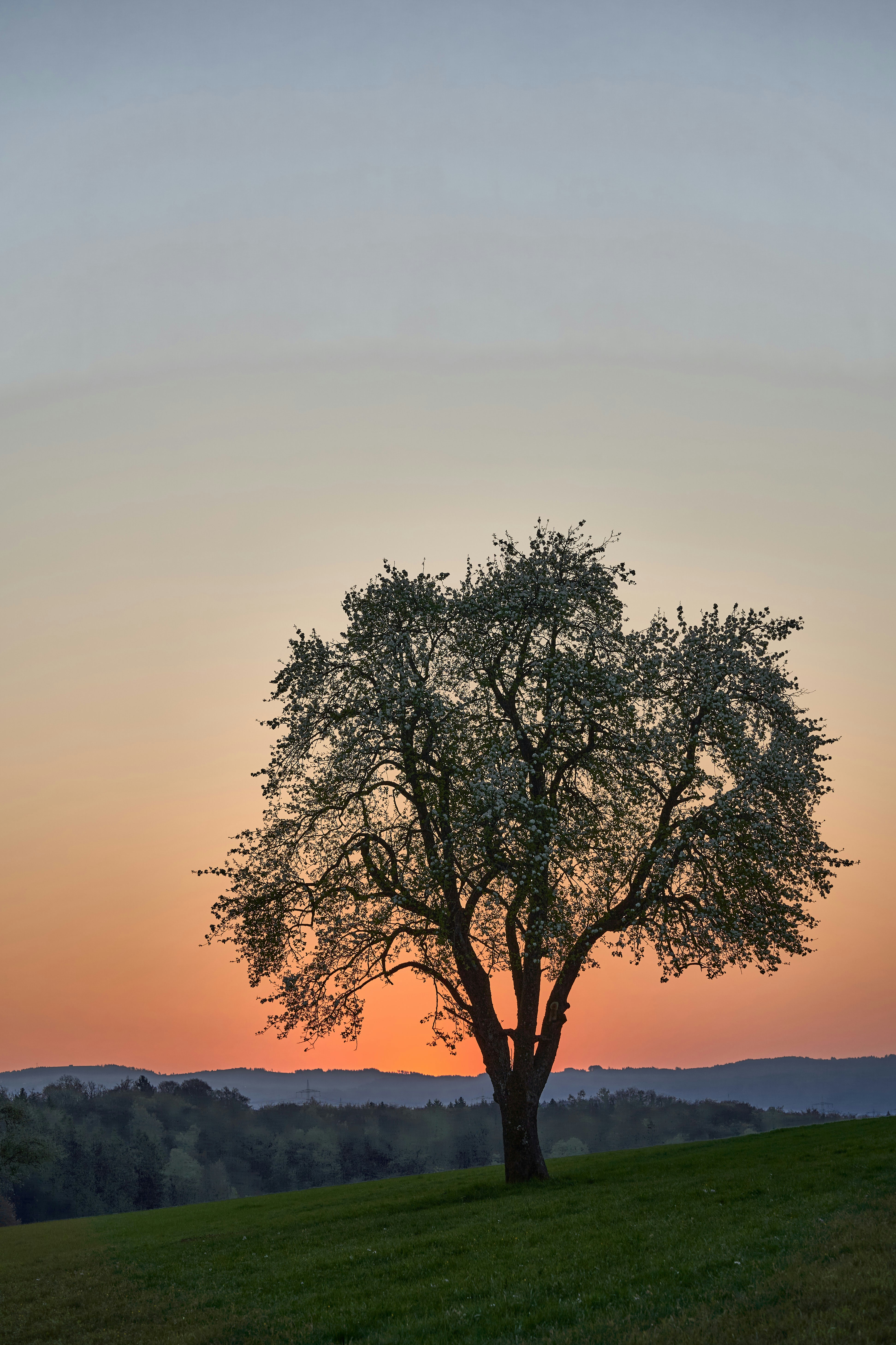 Photo by wolfgang_hasselmann