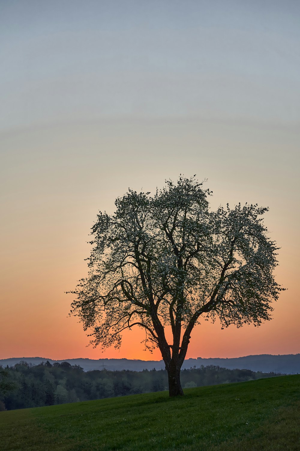 leafless tree on brown field during daytime