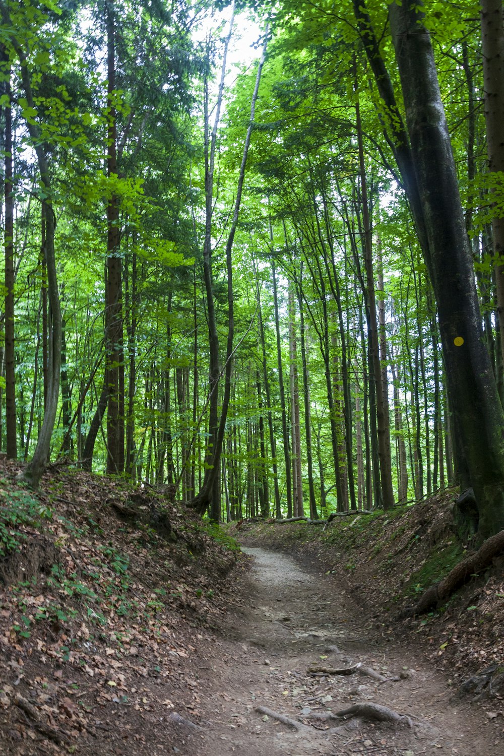 green trees on brown soil