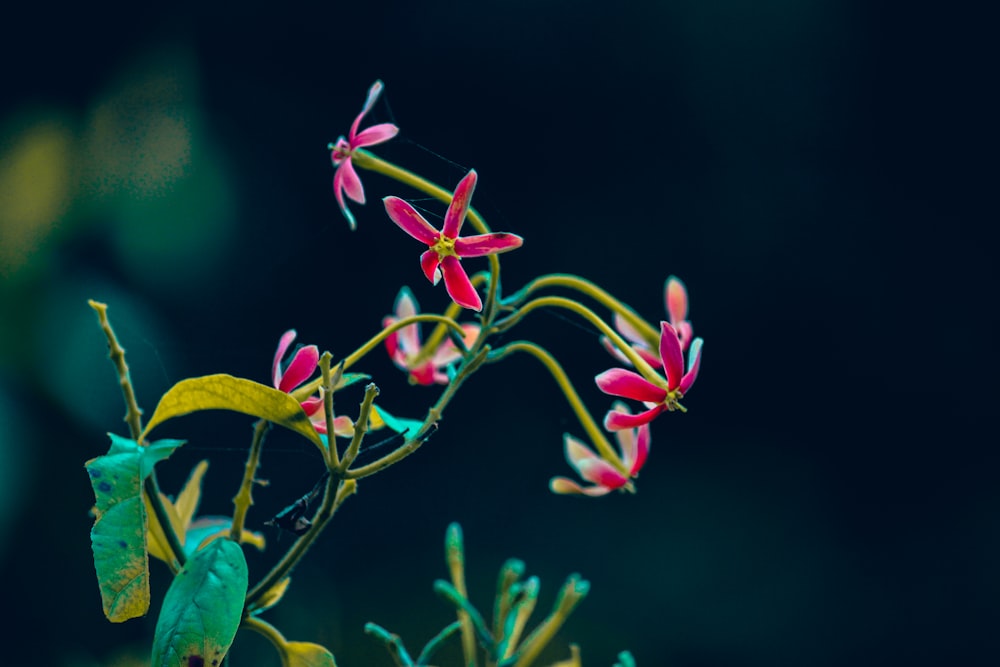 pink and white flower in tilt shift lens