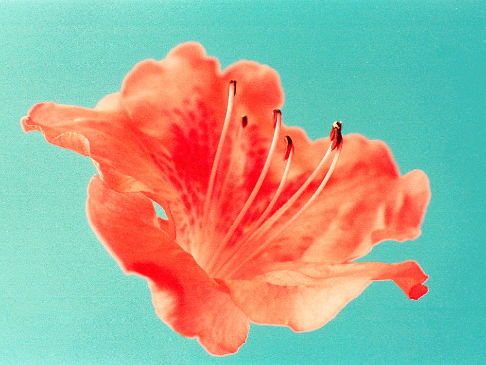 orange flower in close up photography