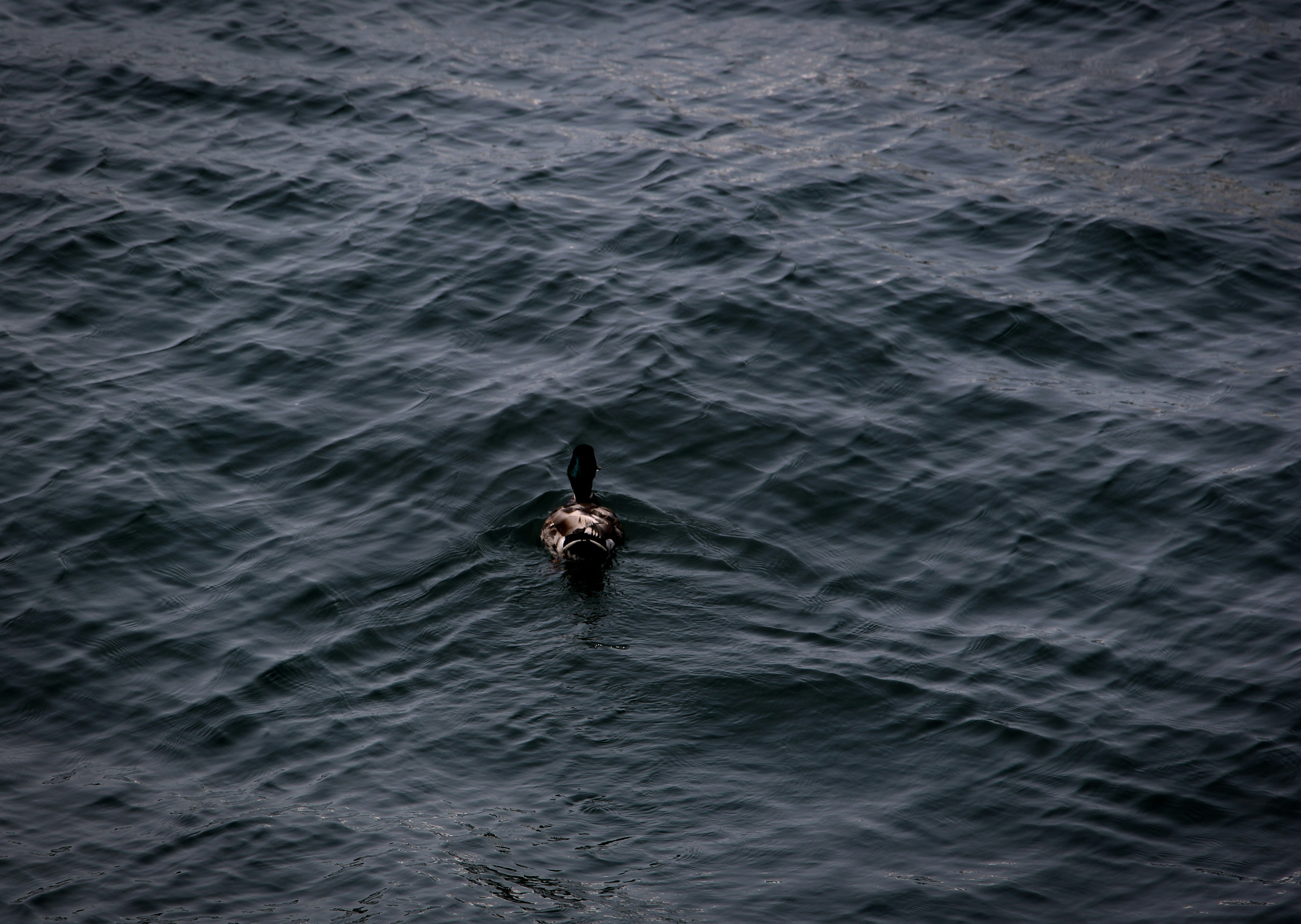 Photo by sepidehgolchin