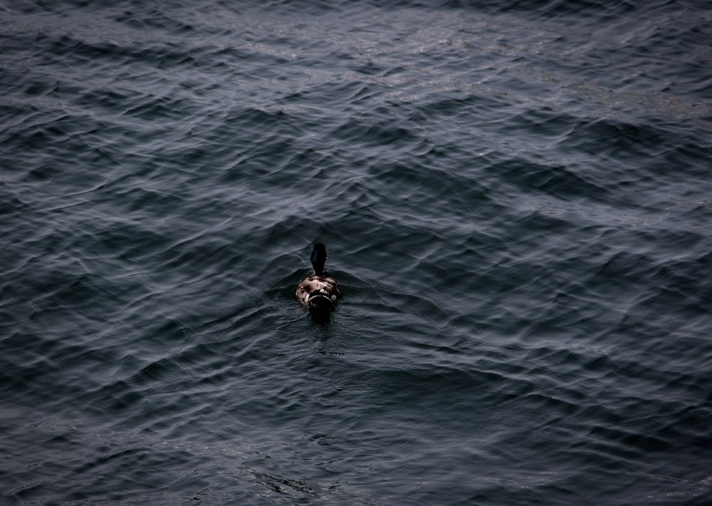 black duck on body of water during daytime