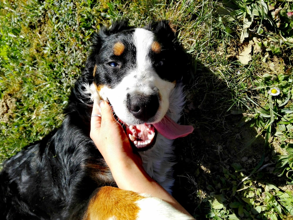 black white and brown long coated dog