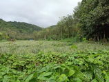 Volunteers planting native trees along a lush Waiakalua hillside at sunrise.